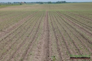 Plantacja cebuli w Krzczonowie -19 maja