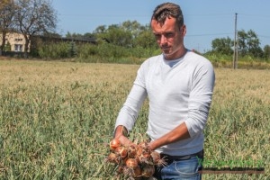 Mariusz Kwiatkowski z Syngenta prezentuje dobrze wyrośnięte cebule odmiany Bratko F1  