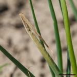 Onion_Leader_19.05-20