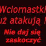 baner_wciornastki