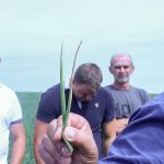 Stemphylium w Niemczech jest pod kontrolą