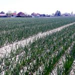 Dobra obsada i silny wigoru brak jarowizacji to dobra przesłanka dla wysokich plonów