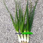 Na szczególnie dobrze zaawansowanych we wzroście plantacjach spodziewane sa wysokie plony
