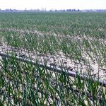 Wspólna lustracja agrotechnika nie pominie żadnego problemu 2