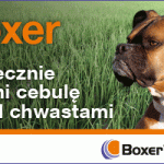 boxer-cebula_350x200